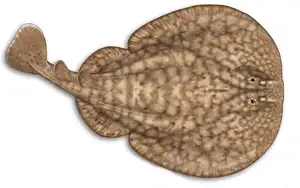 Mysterious Electric Ray: The Shocking Marine Creature Hunted by Ancient Greeks for Unique Powers - image 8