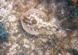 Mysterious Electric Ray: The Shocking Marine Creature Hunted by Ancient Greeks for Unique Powers - image 1