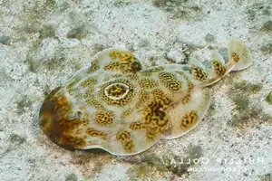 Mysterious Electric Ray: The Shocking Marine Creature Hunted by Ancient Greeks for Unique Powers - image 5
