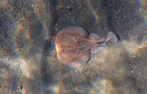 Mysterious Electric Ray: The Shocking Marine Creature Hunted by Ancient Greeks for Unique Powers - image 2