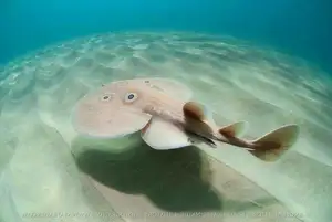 Mysterious Electric Ray: The Shocking Marine Creature Hunted by Ancient Greeks for Unique Powers - image 0