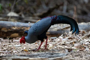 Wildlife Photography in Ma Da Forest: Exploring the Biodiversity of Dong Nai Vietnam - image 6