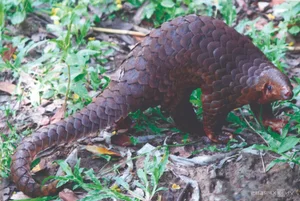 Wildlife Photography in Ma Da Forest: Exploring the Biodiversity of Dong Nai Vietnam - image 3