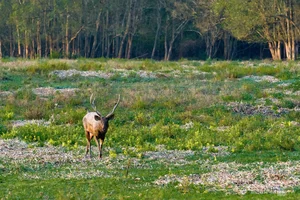 Wildlife Photography in Ma Da Forest: Exploring the Biodiversity of Dong Nai Vietnam - image 7