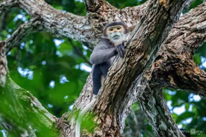 Wildlife Photography in Ma Da Forest: Exploring the Biodiversity of Dong Nai Vietnam - image 5