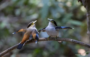 Wildlife Photography in Ma Da Forest: Exploring the Biodiversity of Dong Nai Vietnam - image 4