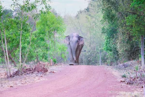 Wildlife Photography in Ma Da Forest: Exploring the Biodiversity of Dong Nai Vietnam - image 0