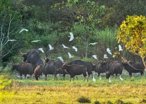Wildlife Photography in Ma Da Forest: Exploring the Biodiversity of Dong Nai Vietnam - image 8