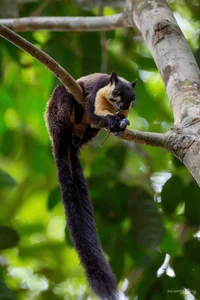 Wildlife Photography in Ma Da Forest: Exploring the Biodiversity of Dong Nai Vietnam - image 2