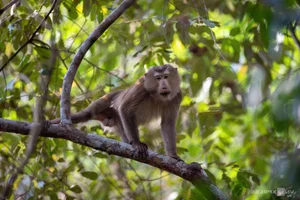 Wildlife Photography in Ma Da Forest: Exploring the Biodiversity of Dong Nai Vietnam - image 1