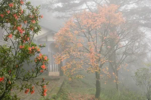 Experience the Magical Maple Leaf Season at Bach Ma National Park, Vietnam - image 3