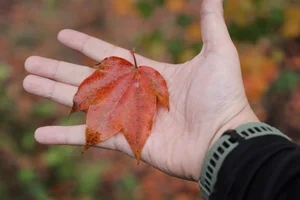 Experience the Magical Maple Leaf Season at Bach Ma National Park, Vietnam - image 8