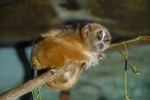 Rare Slow Loris: Adorable Red List Animal in Vietnam Needs Protection