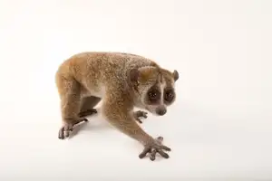 Rare Slow Loris: Adorable Red List Animal in Vietnam Needs Protection - image 8