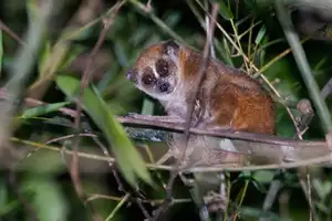 Rare Slow Loris: Adorable Red List Animal in Vietnam Needs Protection - image 3