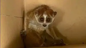 Rare Slow Loris: Adorable Red List Animal in Vietnam Needs Protection - image 6