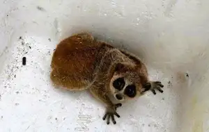 Rare Slow Loris: Adorable Red List Animal in Vietnam Needs Protection - image 10