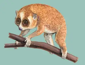 Rare Slow Loris: Adorable Red List Animal in Vietnam Needs Protection - image 2