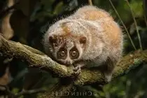 Rare Slow Loris: Adorable Red List Animal in Vietnam Needs Protection - image 4