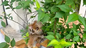 Rare Slow Loris: Adorable Red List Animal in Vietnam Needs Protection - image 1