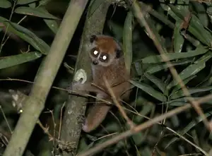 Rare Slow Loris: Adorable Red List Animal in Vietnam Needs Protection - image 7