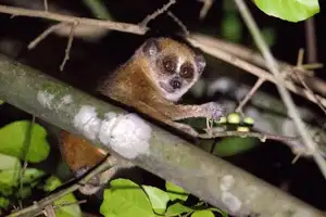 Rare Slow Loris: Adorable Red List Animal in Vietnam Needs Protection - image 5