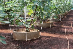 Exploring the 2-Hectare American Fig Garden in Ho Chi Minh City - image 2