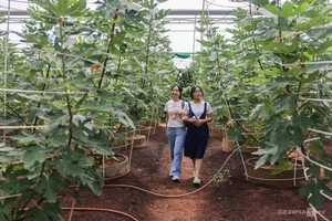 Exploring the 2-Hectare American Fig Garden in Ho Chi Minh City - image 4