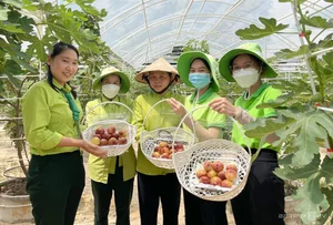 Exploring the 2-Hectare American Fig Garden in Ho Chi Minh City - image 0