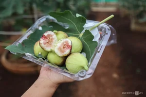 Exploring the 2-Hectare American Fig Garden in Ho Chi Minh City - image 1