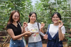 Exploring the 2-Hectare American Fig Garden in Ho Chi Minh City - image 7