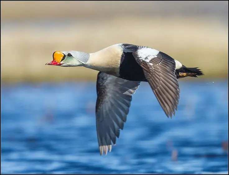 Discover the King Eider: Stunning Colors & Arctic Resilience Unveiled