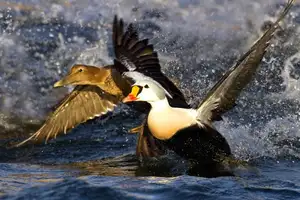Discover the King Eider: Stunning Colors & Arctic Resilience Unveiled - image 2