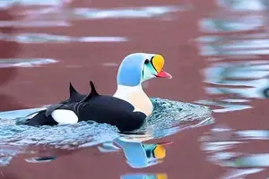 Discover the King Eider: Stunning Colors & Arctic Resilience Unveiled - image 7