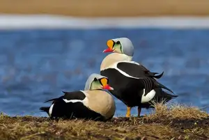 Discover the King Eider: Stunning Colors & Arctic Resilience Unveiled - image 6
