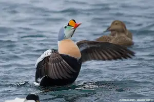 Discover the King Eider: Stunning Colors & Arctic Resilience Unveiled - image 4