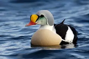 Discover the King Eider: Stunning Colors & Arctic Resilience Unveiled - image 5