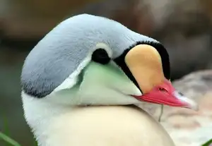 Discover the King Eider: Stunning Colors & Arctic Resilience Unveiled - image 1