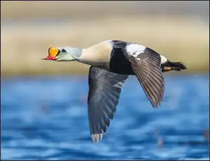 Discover the King Eider: Stunning Colors & Arctic Resilience Unveiled - image 0