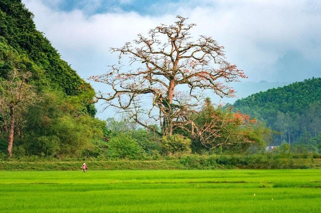 Discover the 500-Year-Old Heritage Silk Cotton Tree of Quang Binh: A Natural Wonder in Thach Hoa