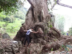 Discover the 500-Year-Old Heritage Silk Cotton Tree of Quang Binh: A Natural Wonder in Thach Hoa - image 3