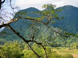Discover the 500-Year-Old Heritage Silk Cotton Tree of Quang Binh: A Natural Wonder in Thach Hoa - image 2