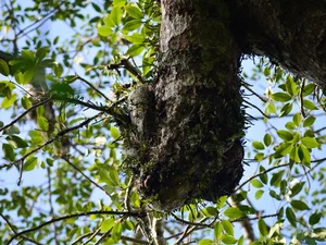 Discover the 500-Year-Old Heritage Silk Cotton Tree of Quang Binh: A Natural Wonder in Thach Hoa - image 4