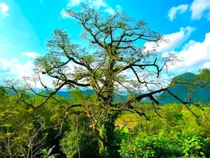 Discover the 500-Year-Old Heritage Silk Cotton Tree of Quang Binh: A Natural Wonder in Thach Hoa - image 8