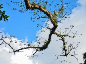 Discover the 500-Year-Old Heritage Silk Cotton Tree of Quang Binh: A Natural Wonder in Thach Hoa - image 1