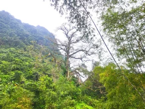 Discover the 500-Year-Old Heritage Silk Cotton Tree of Quang Binh: A Natural Wonder in Thach Hoa - image 6