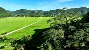 Discover the 500-Year-Old Heritage Silk Cotton Tree of Quang Binh: A Natural Wonder in Thach Hoa - image 5