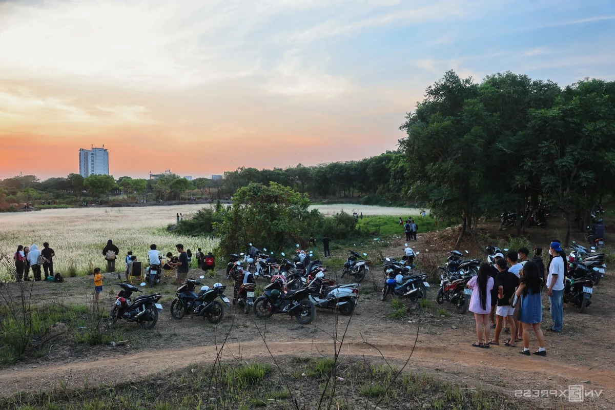 Saigon's Hidden Reed Fields: The Ultimate Photography Spot for Youth