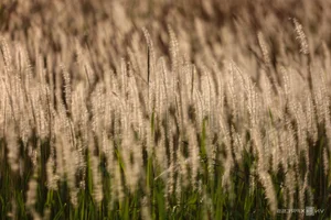 Saigon's Hidden Reed Fields: The Ultimate Photography Spot for Youth - image 11
