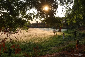 Saigon's Hidden Reed Fields: The Ultimate Photography Spot for Youth - image 2